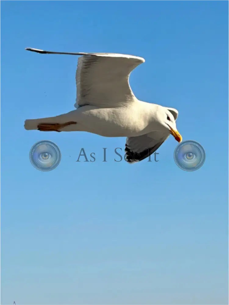 Main image Fly Like an Eagle