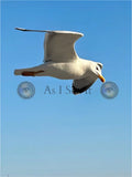 Main image Fly Like an Eagle